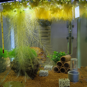 Publication de Shrimp59940