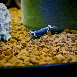 Publication de Shrimp59940