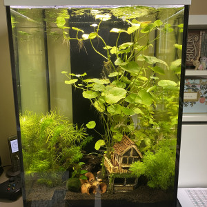 Aquarium crevettes 2