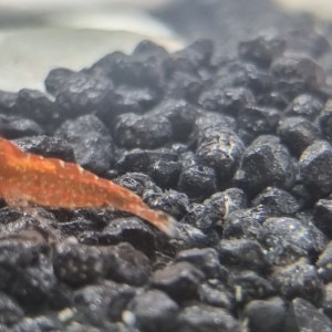 Crevettes red cherry