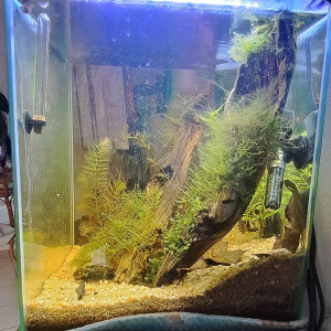 Aqua a crevettes blue velvet en cyclage depuis 05-05-24