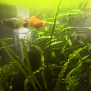 Plantes de toute sorte