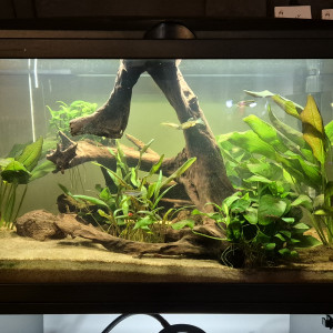 Premier aquarium