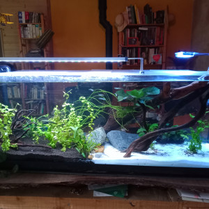 Aquarium maison