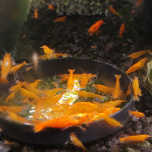 Publication de Shrimp59940