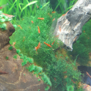 Crevette red cherry