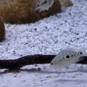 cichlidae du texas