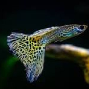 Aquarium 2