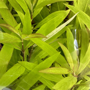Nomaphila Stricta