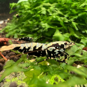 Tshrimp