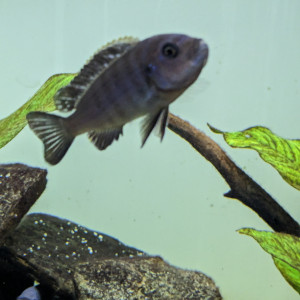 Cynotilapia Zebroides Chimate F0