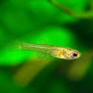 Don jeunes guppys
