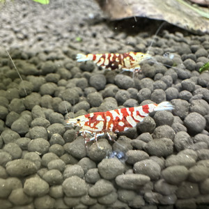 Crevettes Fancy Tiger Red CARIDINA
