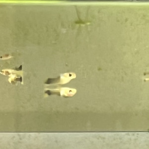 Don ou échange de guppy juvéniles léopard