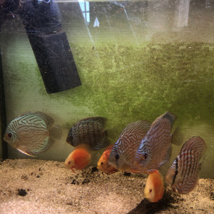 Discus différentes tailles