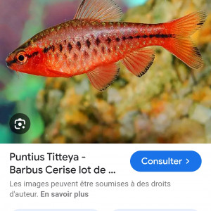 Barbus cerise