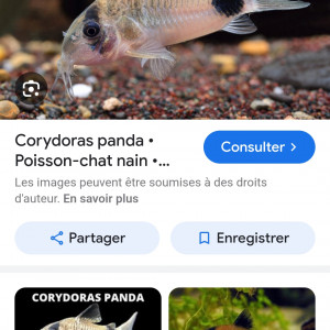 Corydoras panda