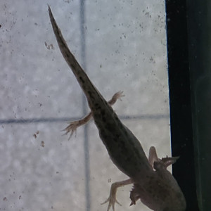 Axolotl