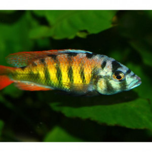 haplochromis CH 44
