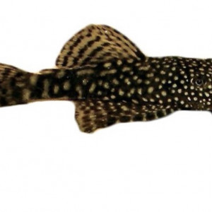 Ancistrus poisson nettoyeur