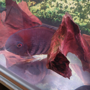Couple heros severum