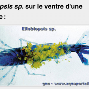 Publication de Niko4485