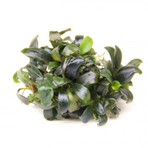 Bucephalandra sp. ‘Serimbu Brown’