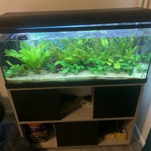Alan85