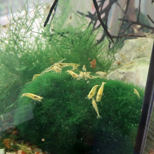 Crevette yellow issue grade A