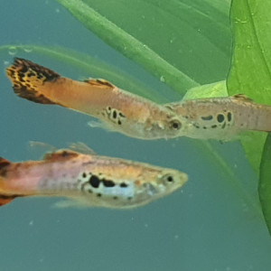 Guppy juvénile mâle
