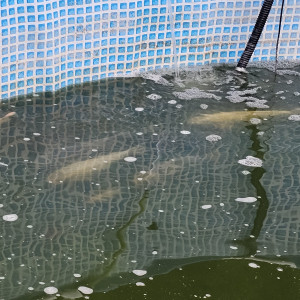 Poisson Carpe Koi différentes couleurs, différentes tailles