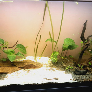 Biotope Asiatique