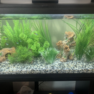 Aquarium de 85L avec poissons et meuble