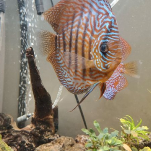 discus couple et discus