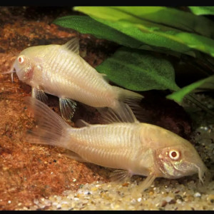 Corydoras Albinos
