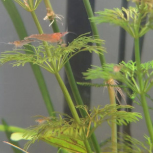 Crevettes rouges