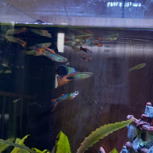 Donne mâles guppy