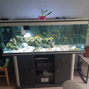 Aquarium Malawi 450 L