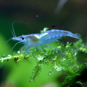 Crevettes neocaridina