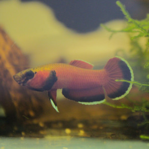 Betta88channoides