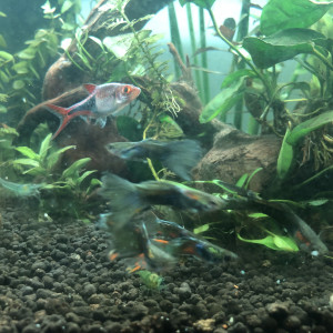 Guppy à donner