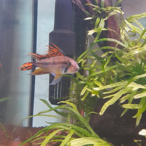 cichlide cacatoides