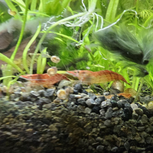 Crevettes