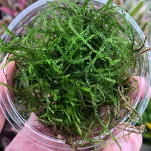 cherche Vesicularia Dubyana