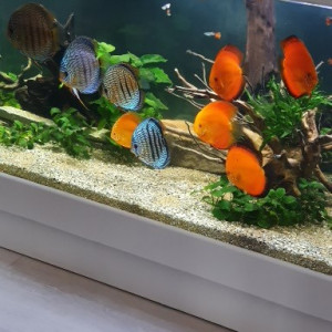 discus salon
