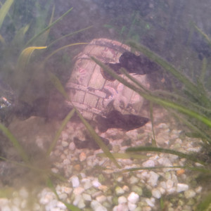 Vente de guppys