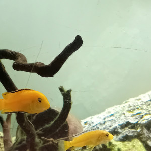 Labidochromis caeruleus