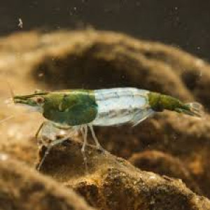 Crevettes Rili Green