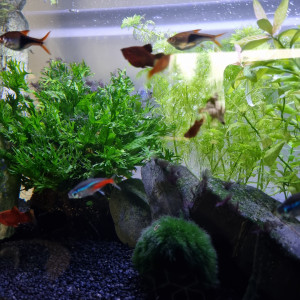 Vend platys argentés, rouge et noir ou orange
