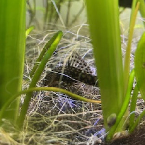 Don Ancistrus